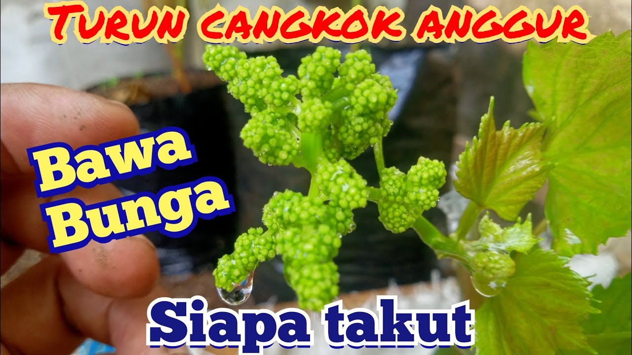 Ritual TURUN CANGKOK ANGGUR HELIODOR bawa BUNGA