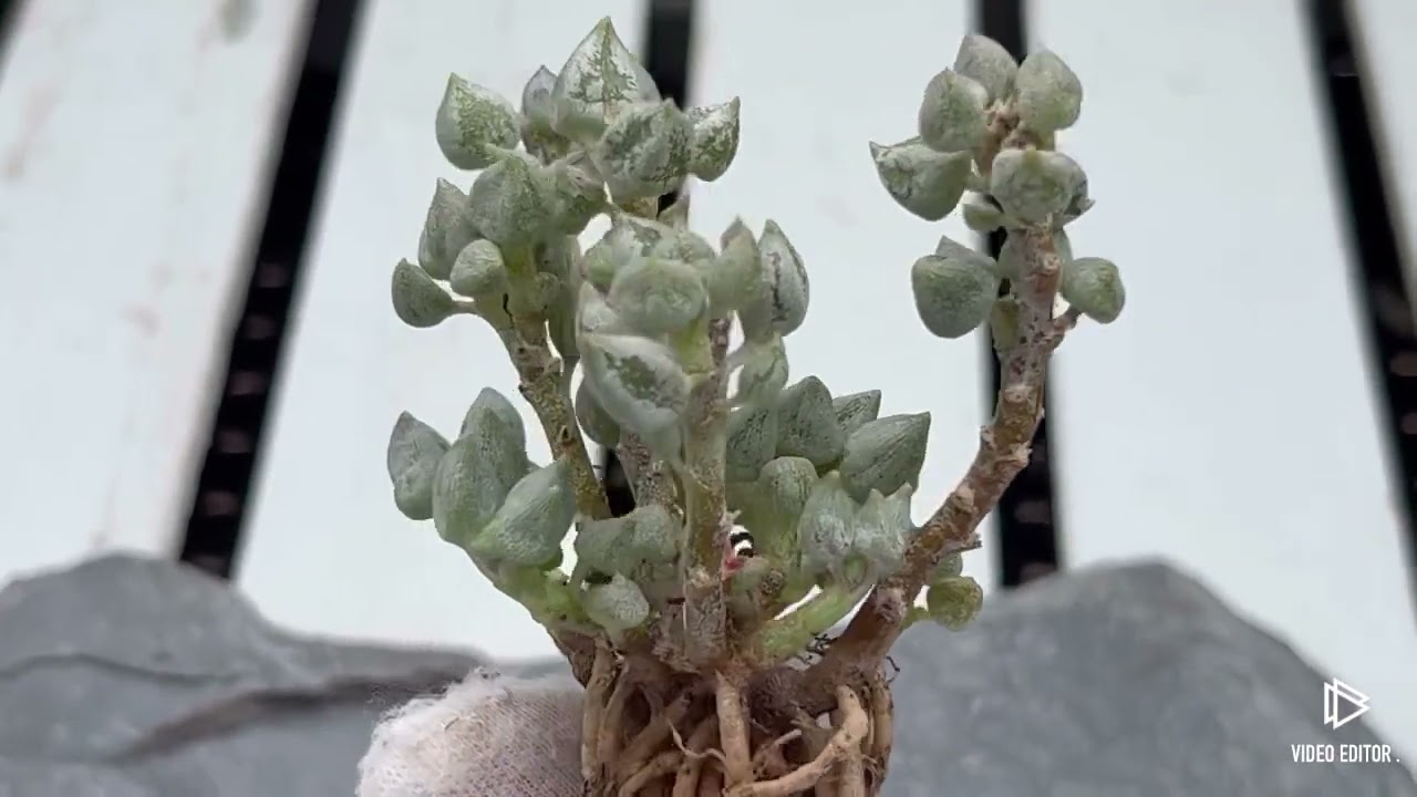 Senecio Citriformis