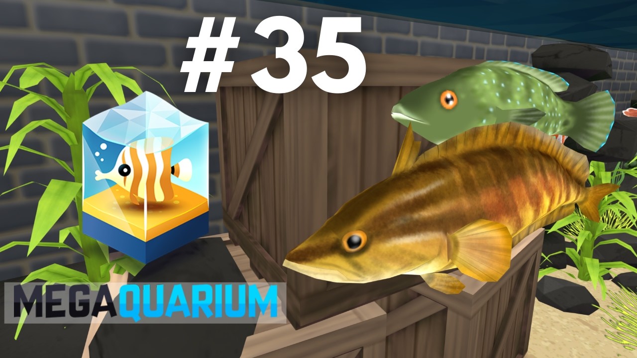 TROPICAL TO TEMPERATE - Megaquarium (#34)