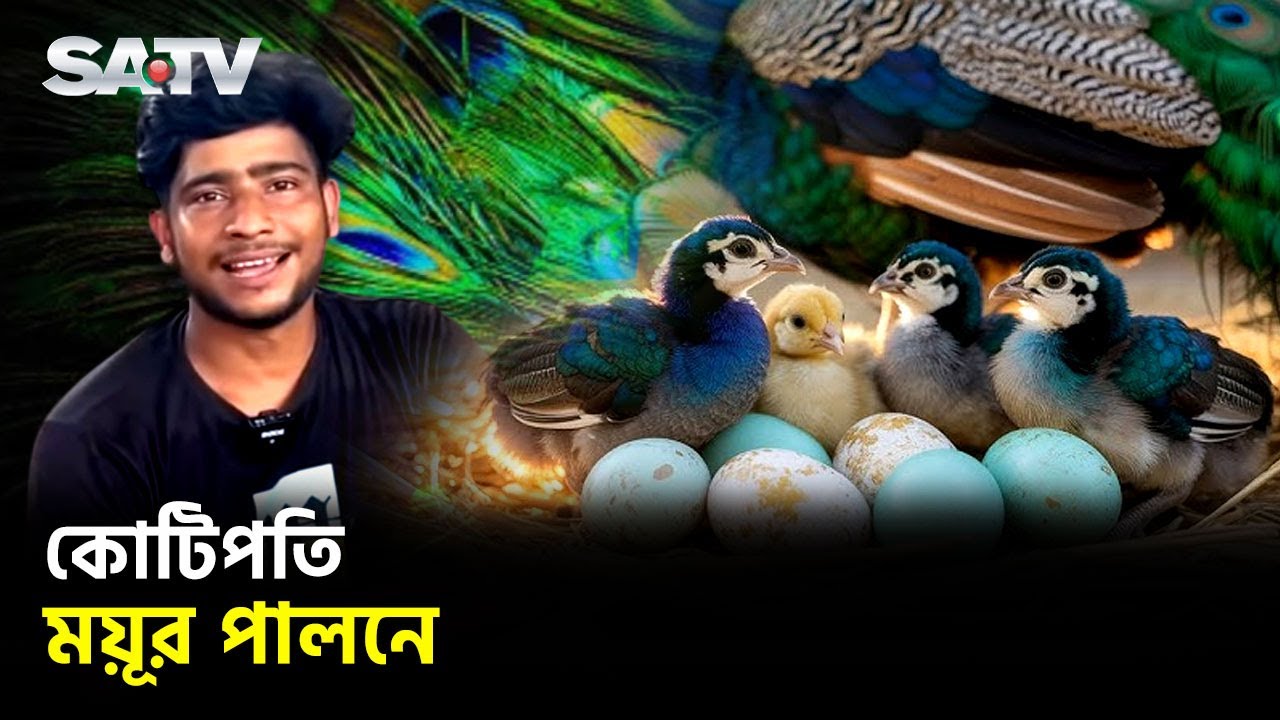 পরিবারের বাধা পেরিয়ে ময়ূর চাষে কোটিপতি শাহ আলী | Peacock Farming Millionaire | SATV