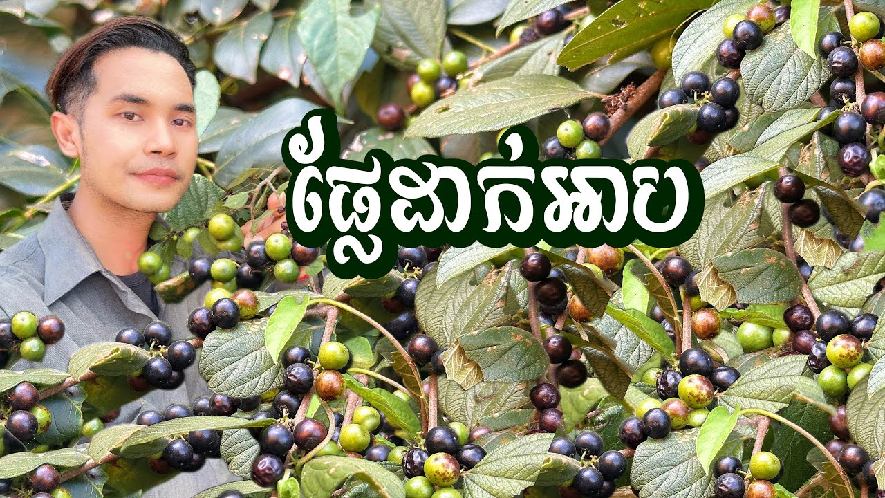 បងប្អូនណាខ្លះ ធ្លាប់ស្គាល់ផ្លែដាក់អាប!