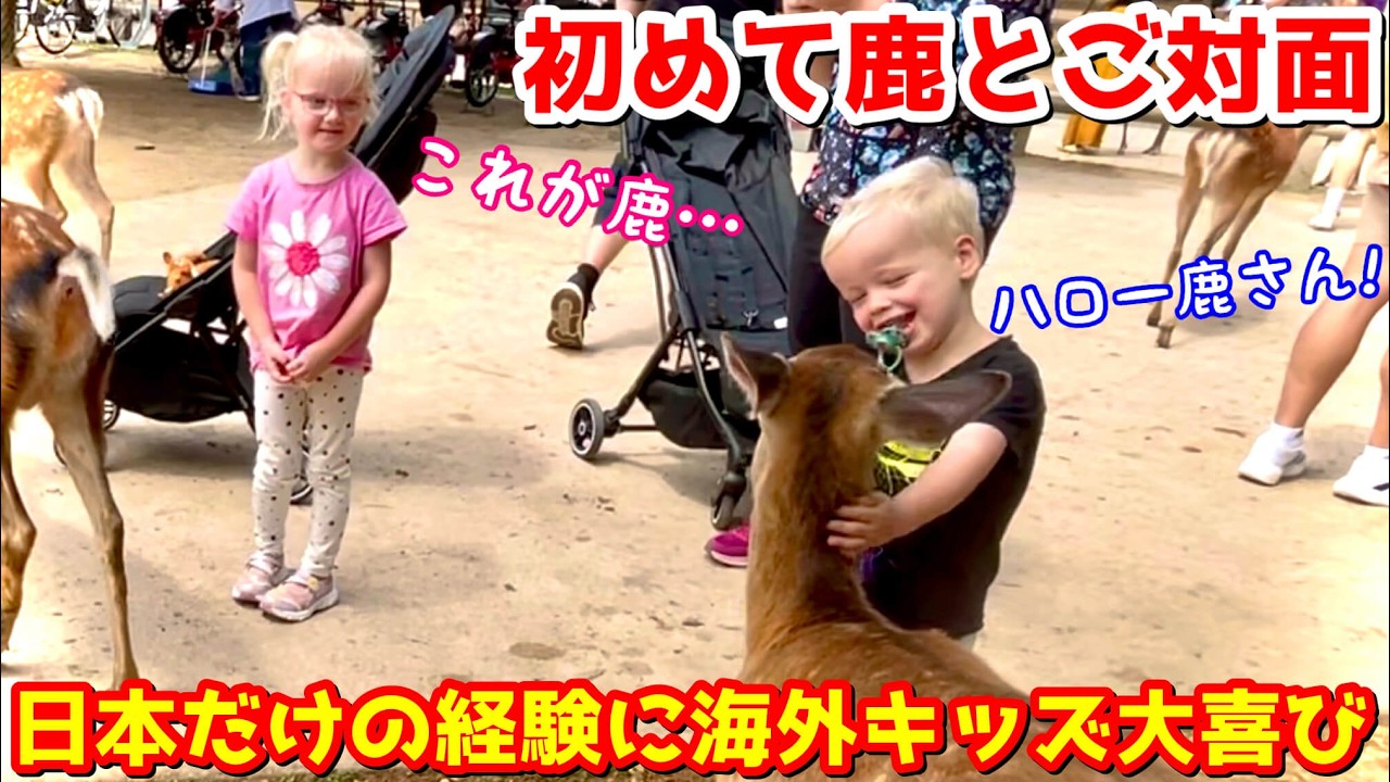 「ママ、これ何!?」初めて日本で鹿に触れて外国人観光客も大喜び！