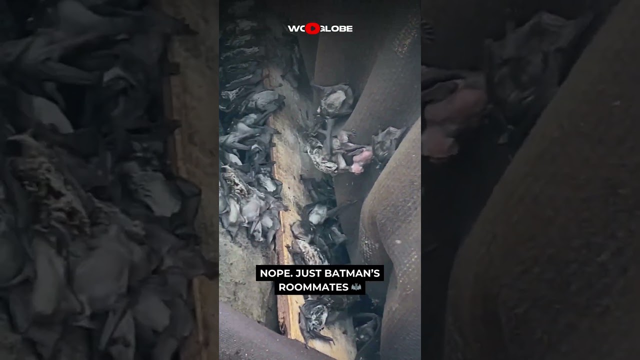 Man Finds Bat Colony in Roof | Real-Life Batman Moment