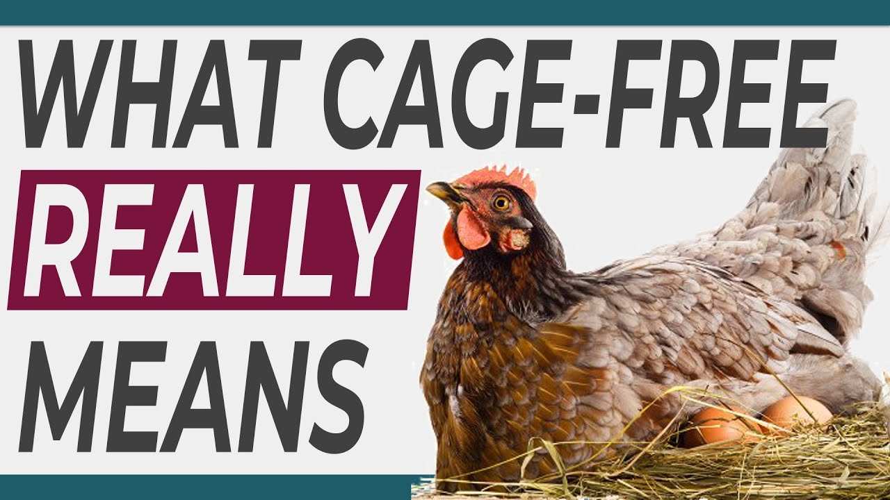 What Does Cage-Free Eggs Mean?