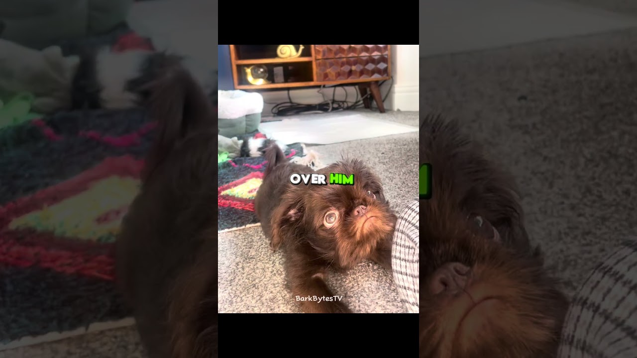 Worlds most ugliest dog?