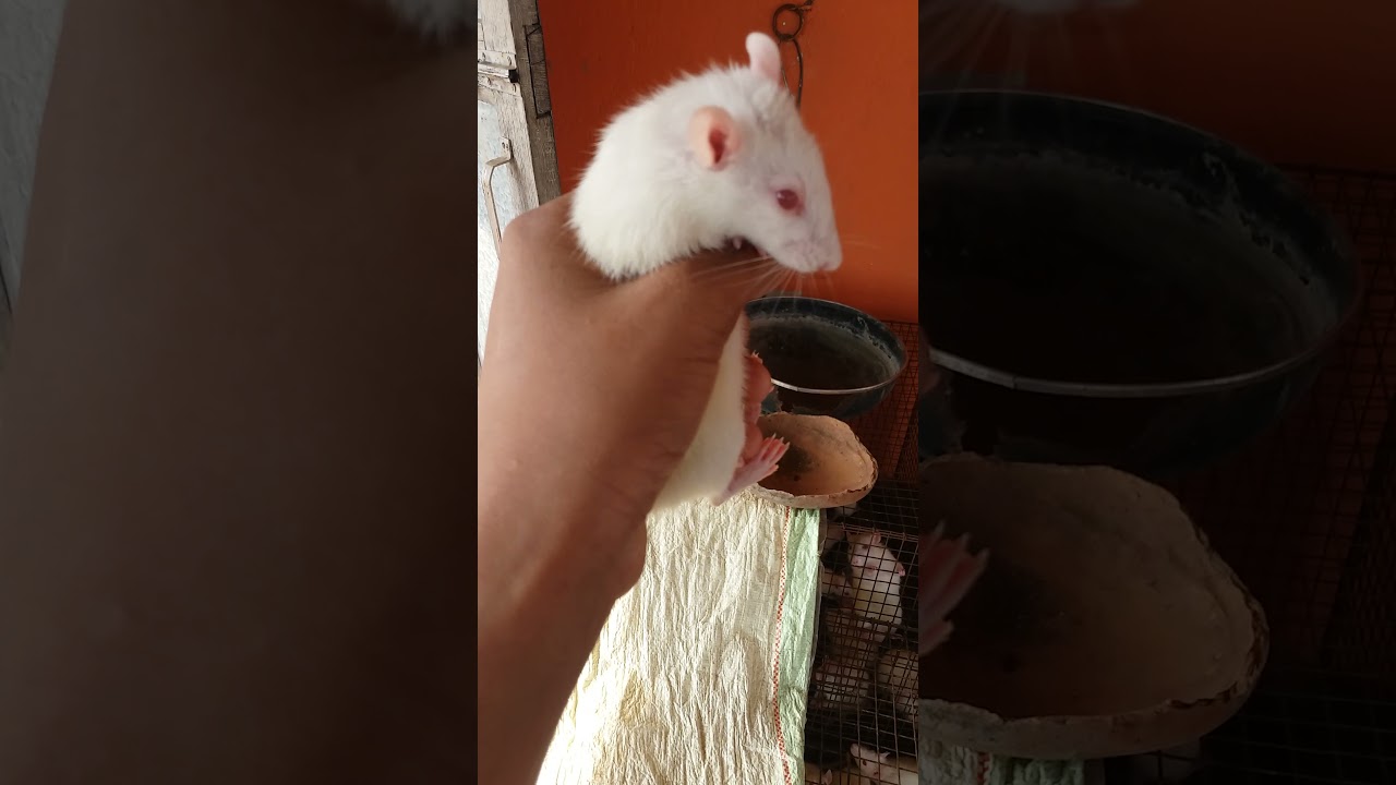 white rat for sale only 20 rupees