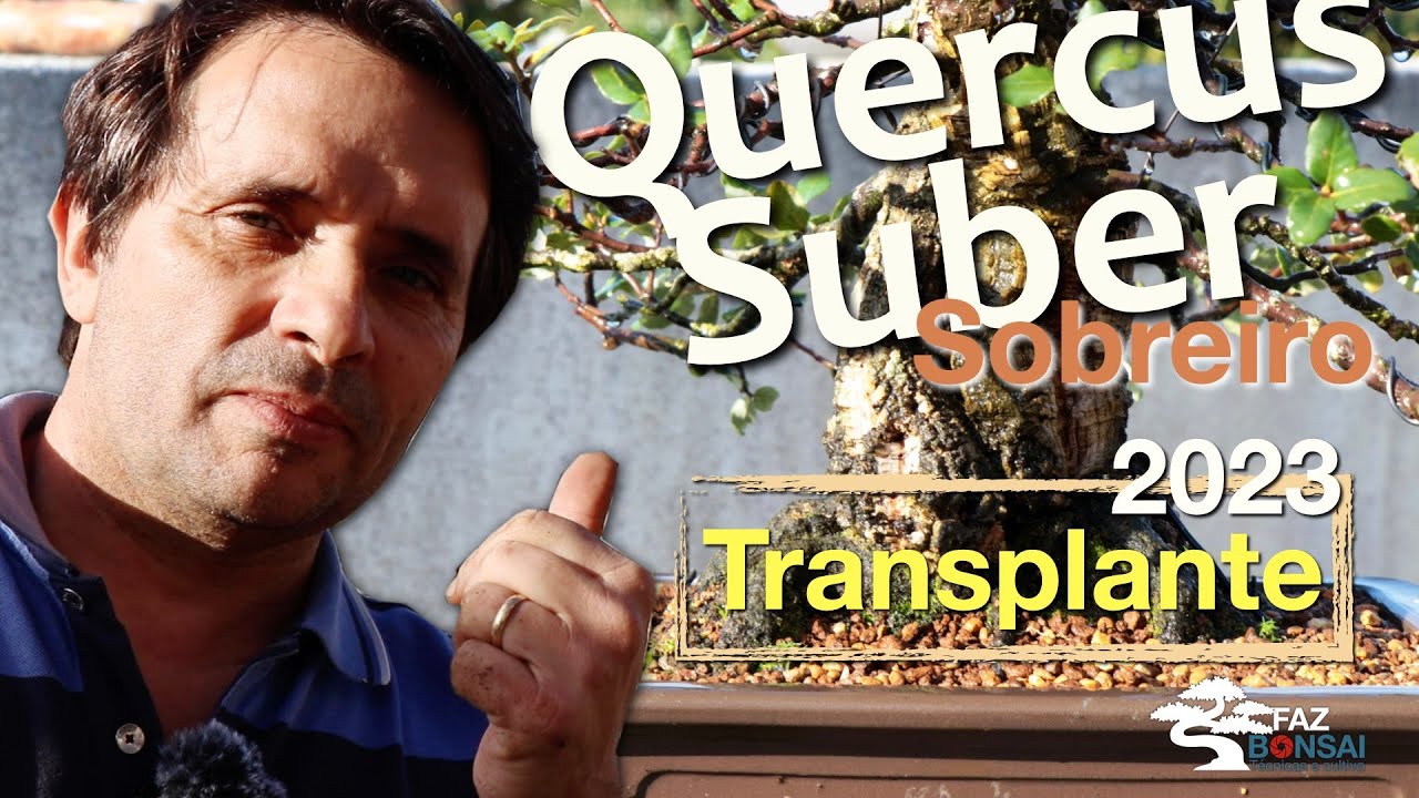 Quercus Suber (sobreiro) - Transplante 2023