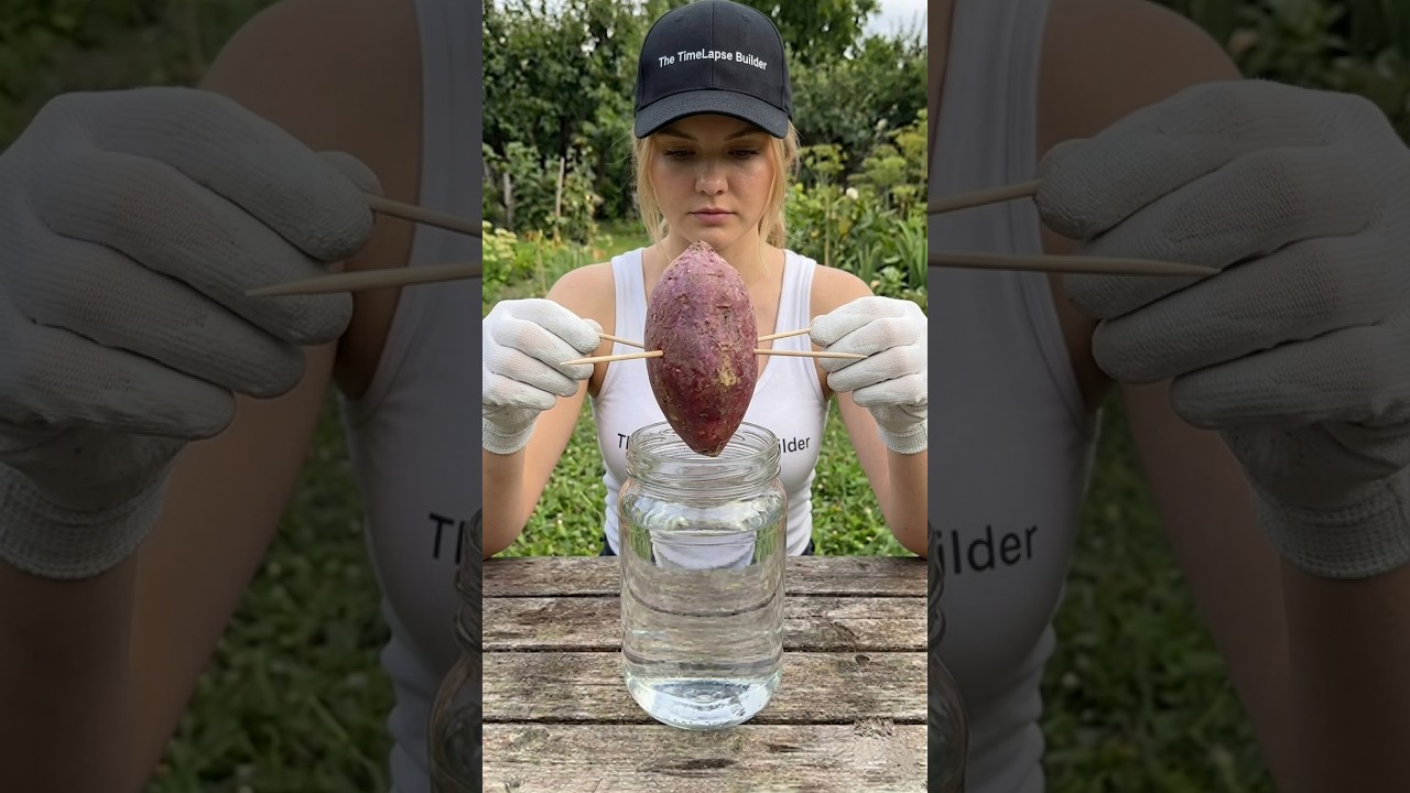 She Put A Sweet Potato In Water... Look What Happened! 🍠 #diy