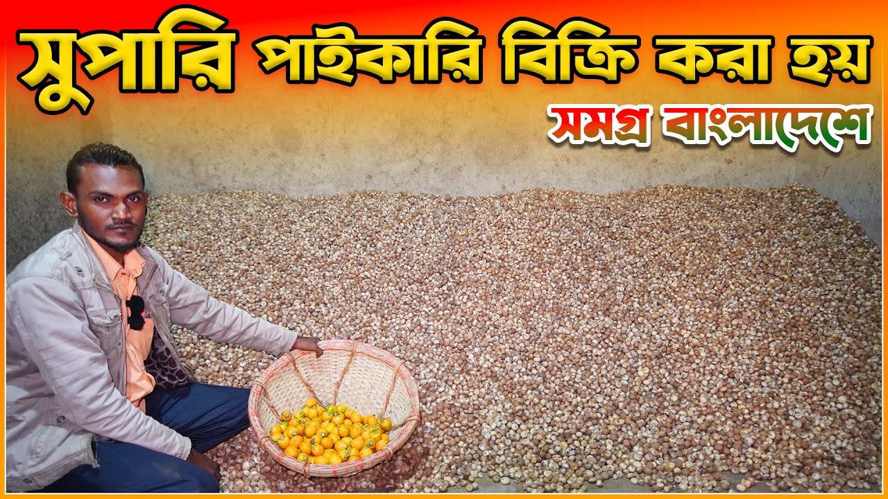 সুপারি পাইকারি বিক্রি করা হয় সমগ্র বাংলাদেশে | Betel nut wholesale in bangladesh 2025 | amintv