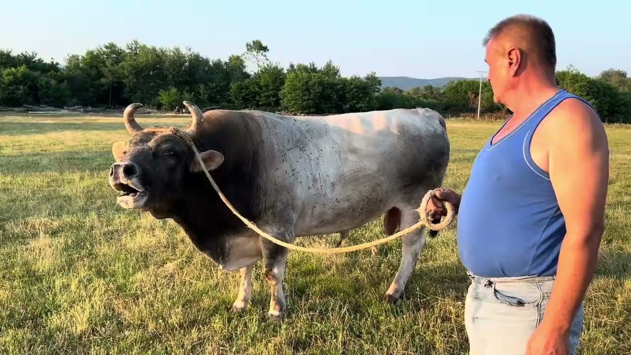Sve je spremno za koridu kod Mumina Pejzića