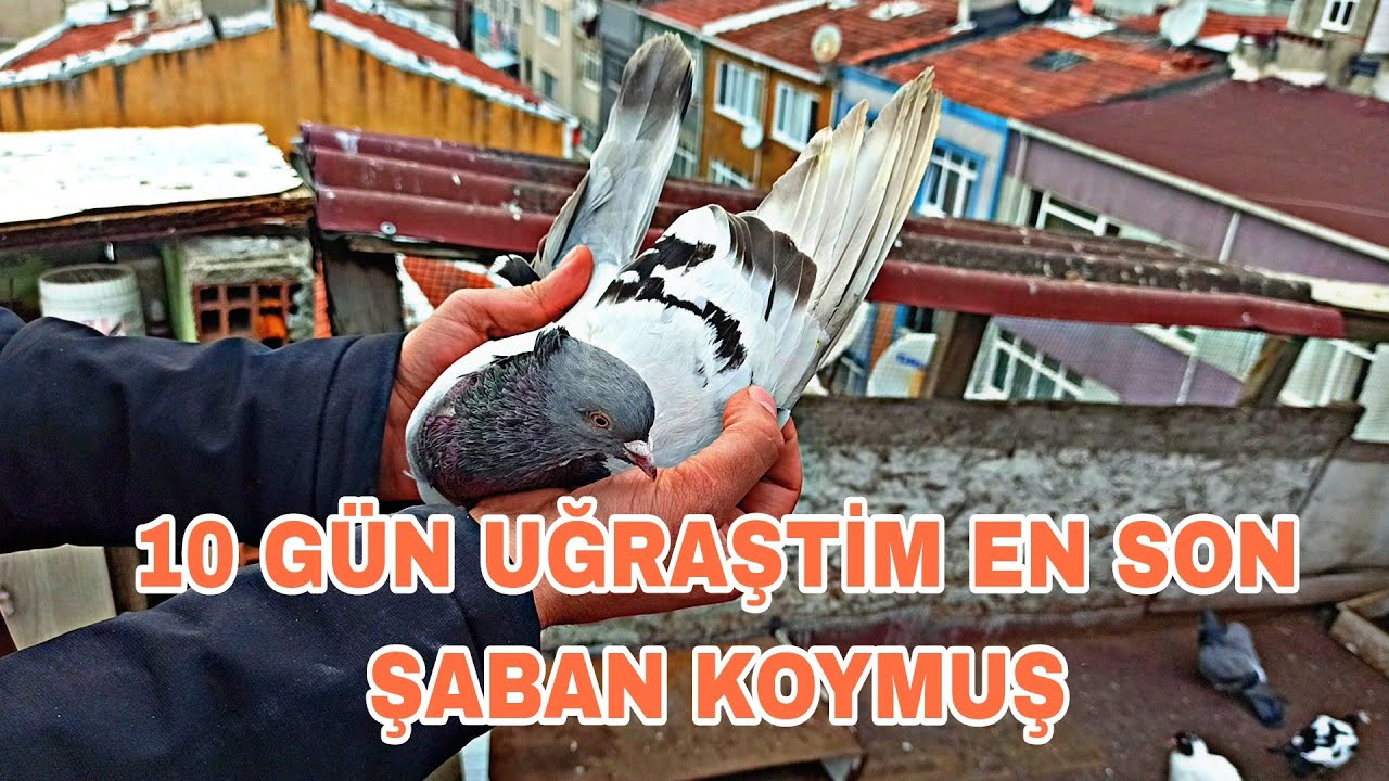 10 GÜN UĞRAŞTİM EN SON ŞABAN KAÇAK TAKLACİYA KOYMUŞ BEN BİLE ŞAŞİRDİM