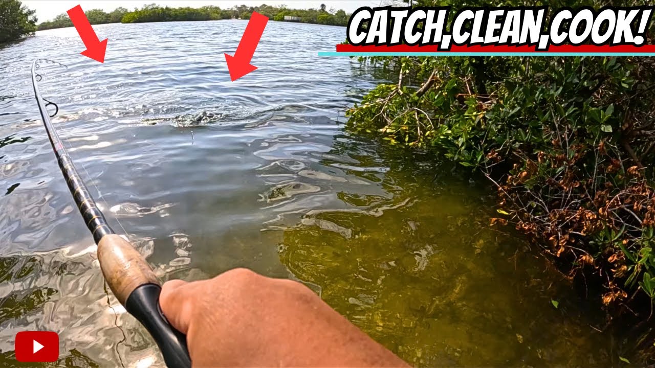 LAND BASED Fishing for DINNER in these MANGROVES! (Saltwater Fishing in Tampa Bay)