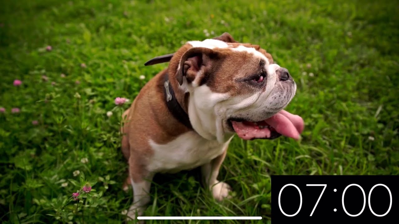 7 Minute Timer - Adorable Dogs