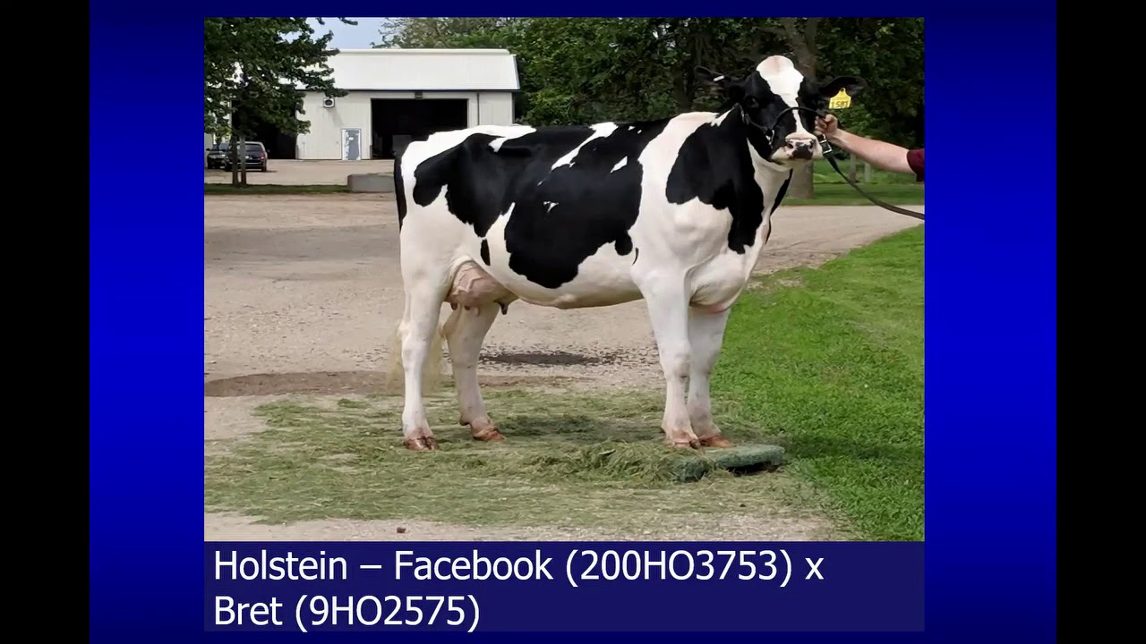 Dairy Genetics: breeding for A2 milk
