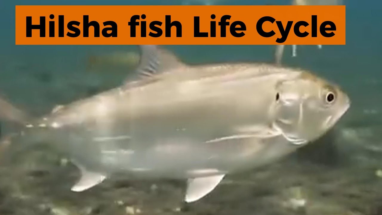 Hilsa Fish Life Cycle II Munzur Fish Vlog