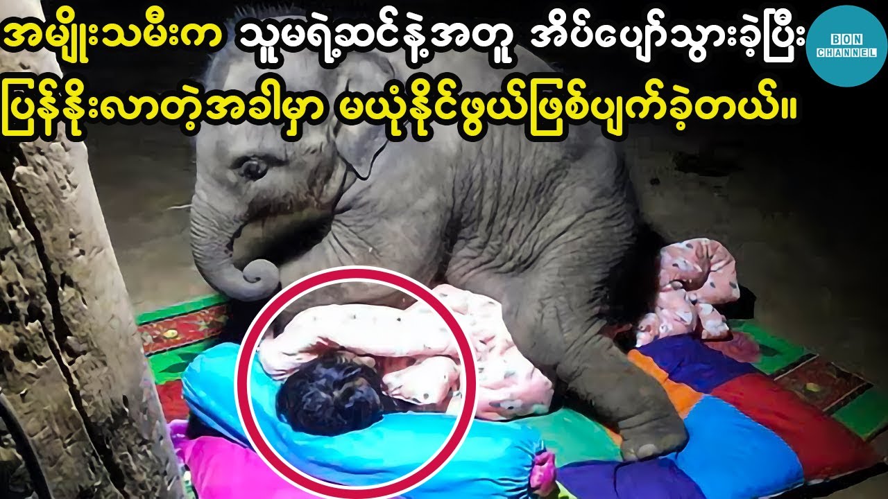 အမျိုးသမီးက သူမရဲ့ဆင်နဲ့အတူ အိပ်ပျော်သွားခဲ့ပြီး ပြန်နိုးလာတဲ့အခါမှာ မယုံနိုင်ဖွယ်ဖြစ်ပျက်ခဲ့တယ်။