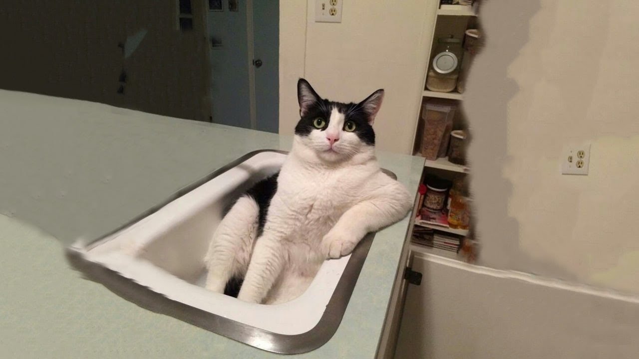 The Funniest Cat Videos 🐱 Try Not To Laugh Part 61