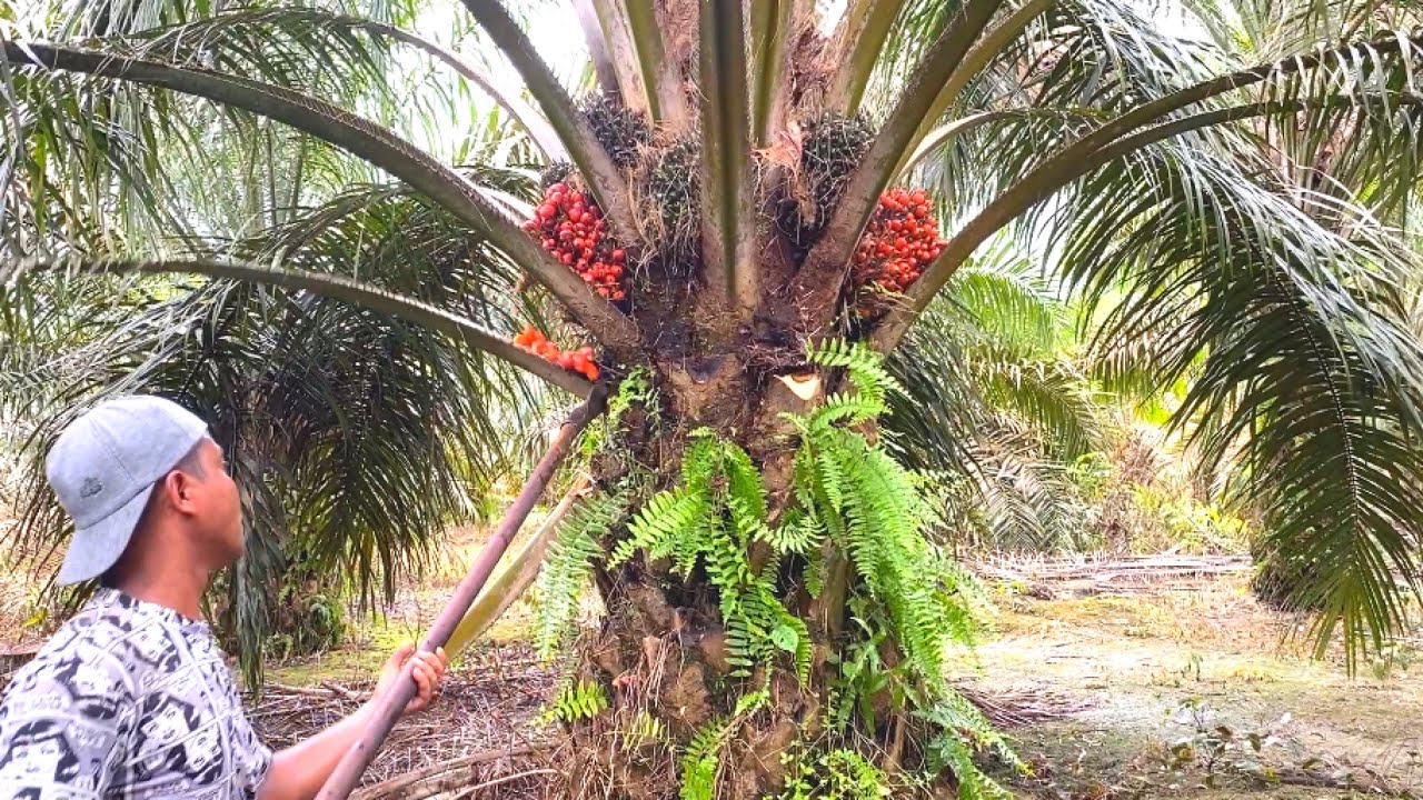 HABIS GAJIHAN.! SEMANGAT MEMBARA PANEN SAWIT PPKS DUMPY