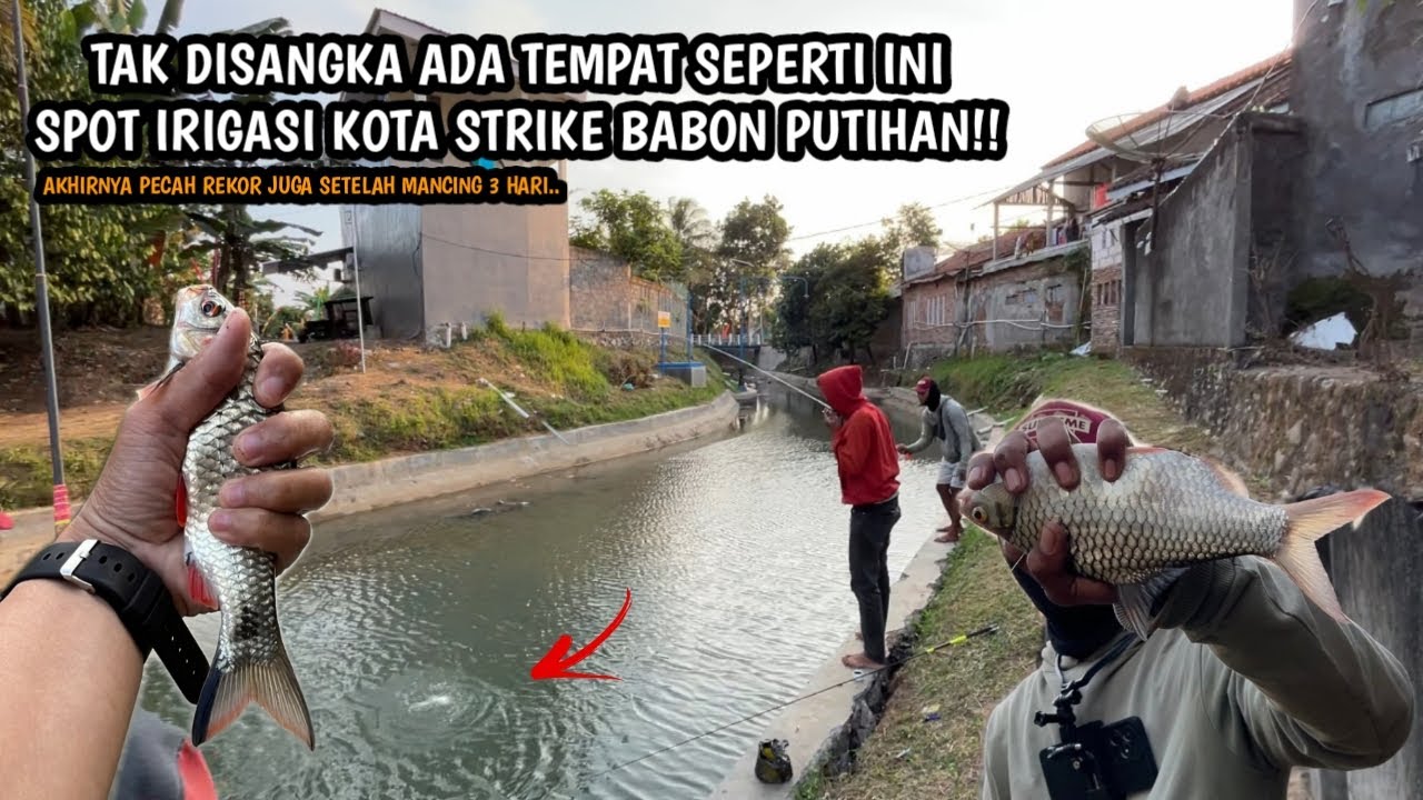 IRIGASI KOTA IKANNYA MALAH BABON BABON SUPER!! Mancing wader selama 3 hari pakai teknik kumbul
