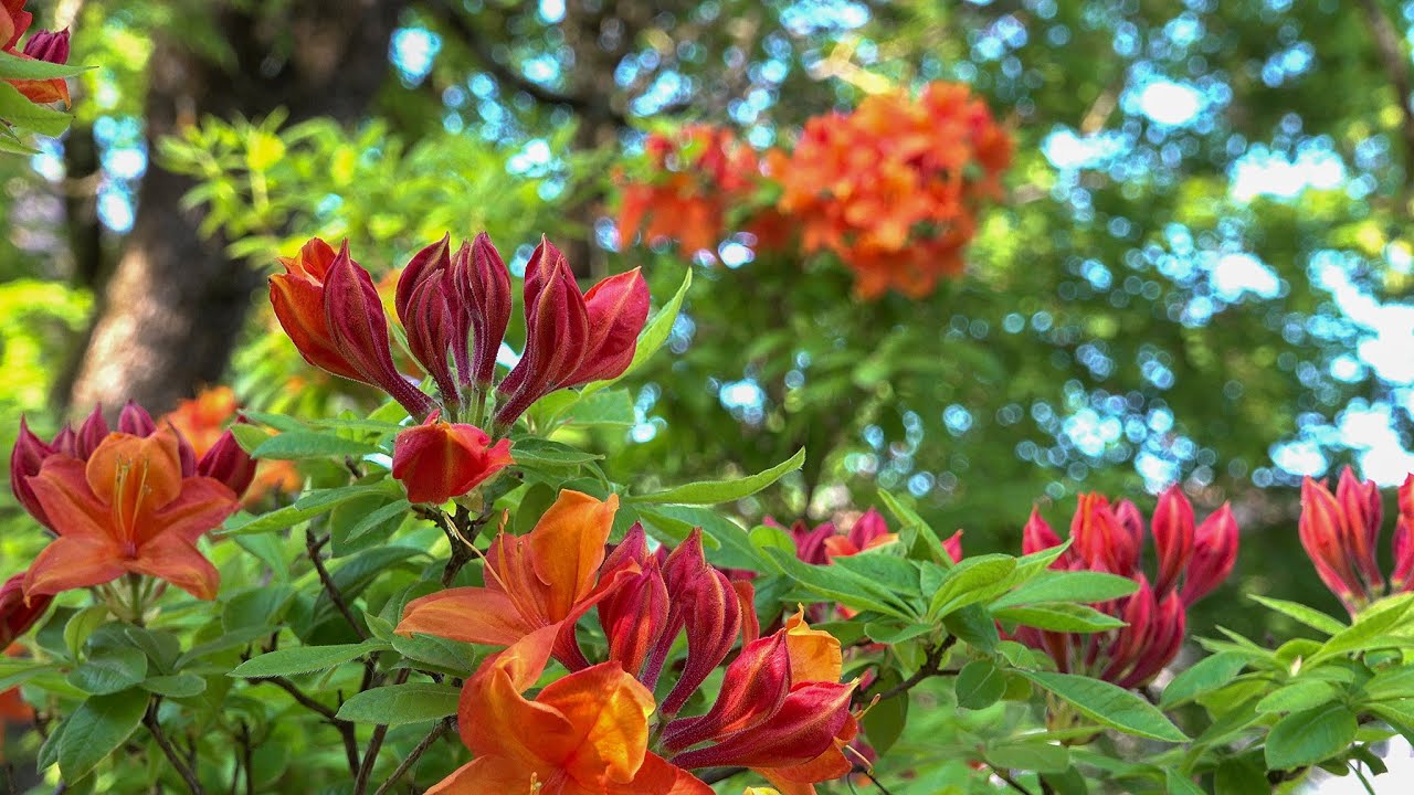 Sony FDR-AX700, various test footage, narrow DoF