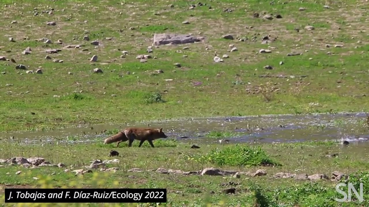 Watch a fox fish for carp | Science News