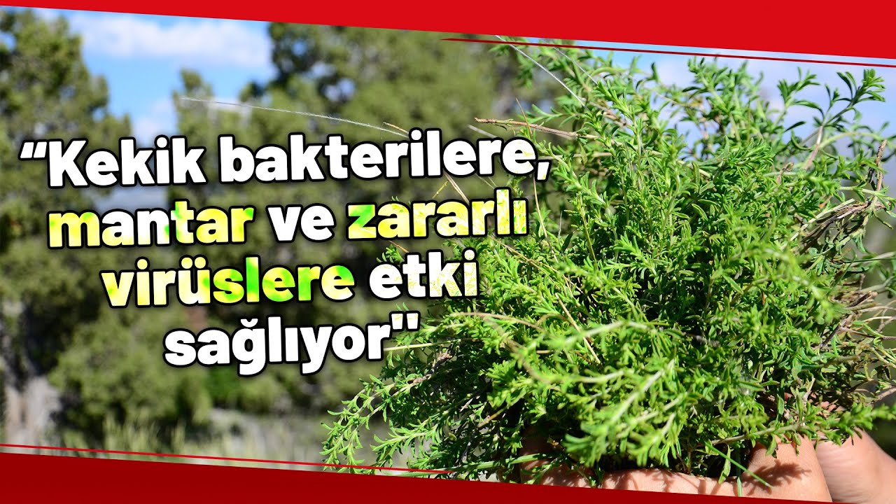 Toros Dağları’nın Kekiği Her Derde Deva