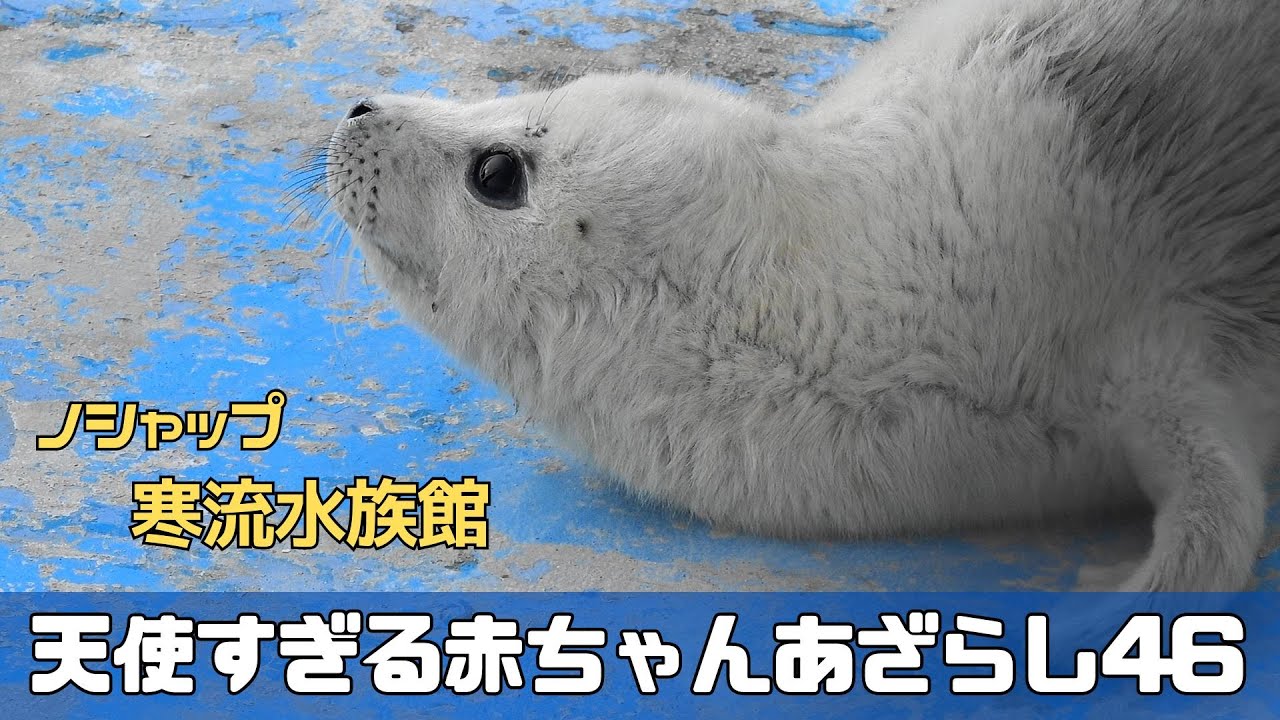 天使すぎる赤ちゃんあざらし４６　/ Baby seal that is too angelic 46