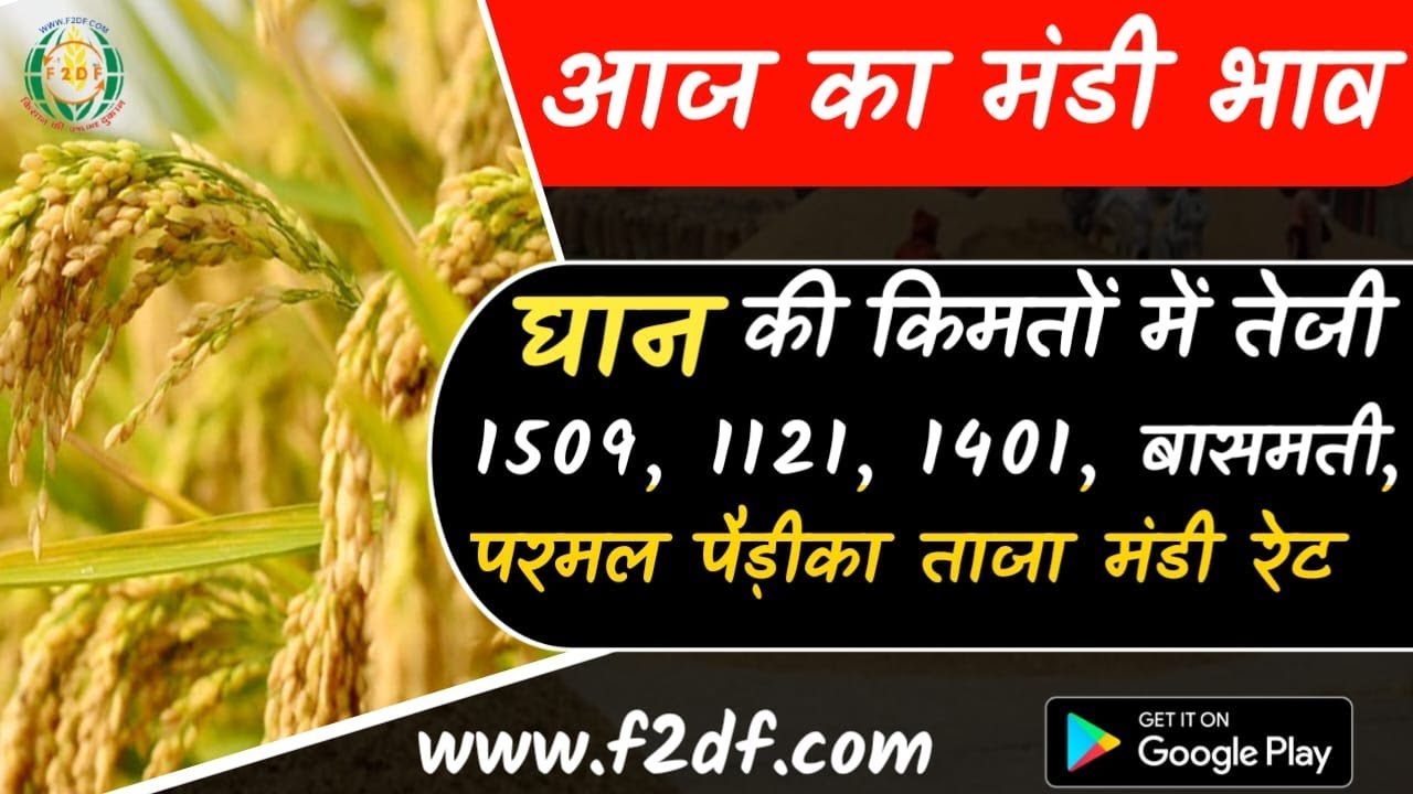 28 सितंबर धान के भाव //1509 में आई भारी उछाल// धान 1692 ने मंडी में भरी हुंकार, Dhan ka bhav today