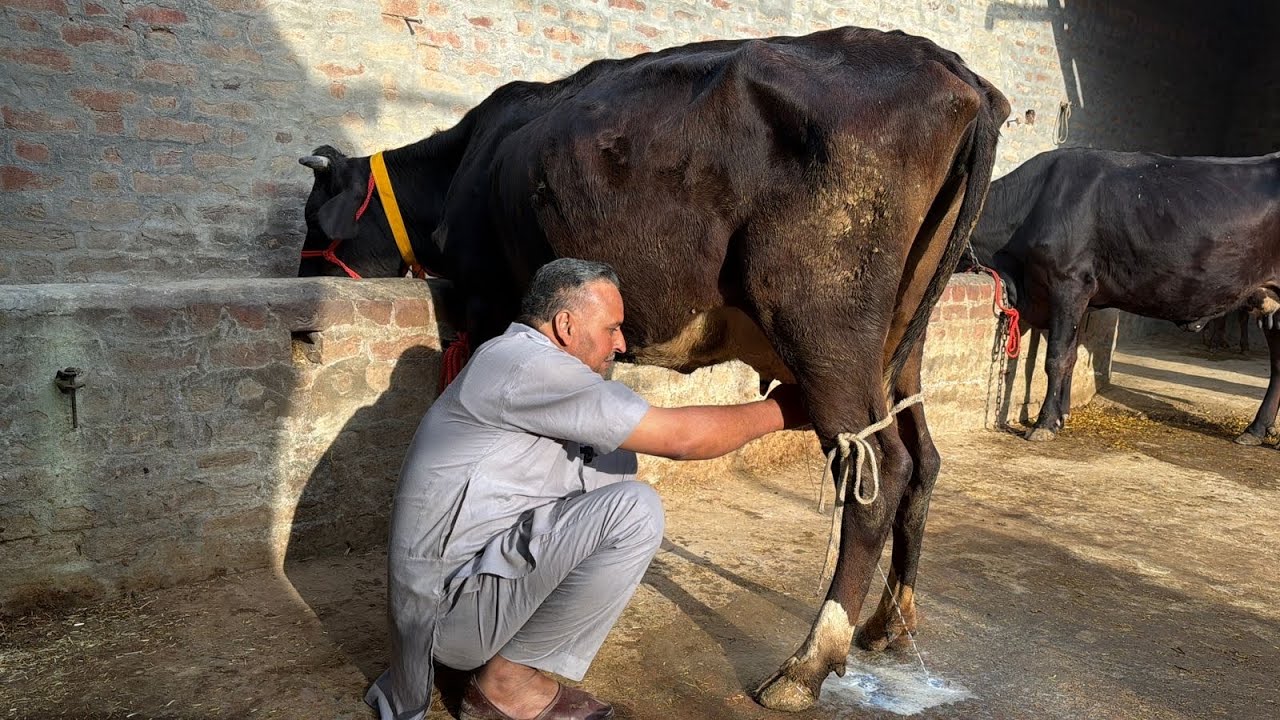 ਮੁੱਲ 17,000😱🔥 ਇੱਕ ਤੋਕੜ ਗਾਂ 👌🏻🔥Bawa dairy farm 