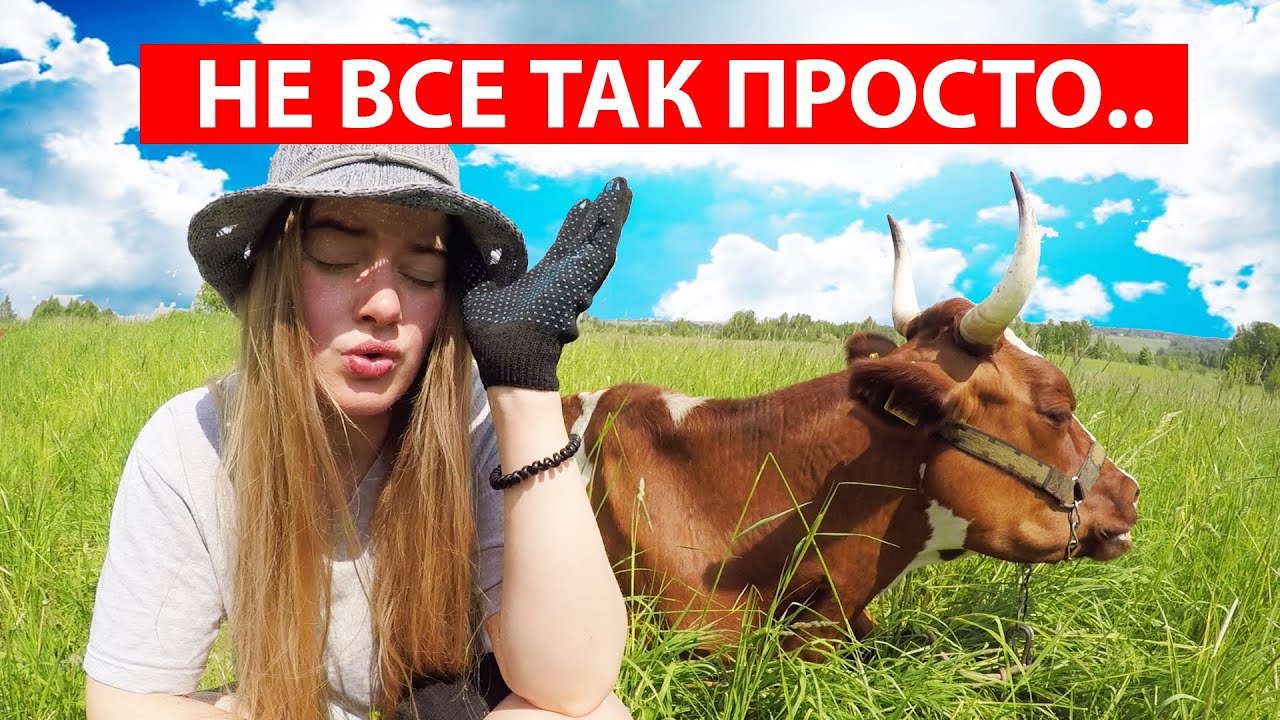 ОСОБЕННОСТИ СОДЕРЖАНИЯ КОРОВ В ДЕРЕВНЕ. АЙРШИРСКАЯ ПОРОДА КРС