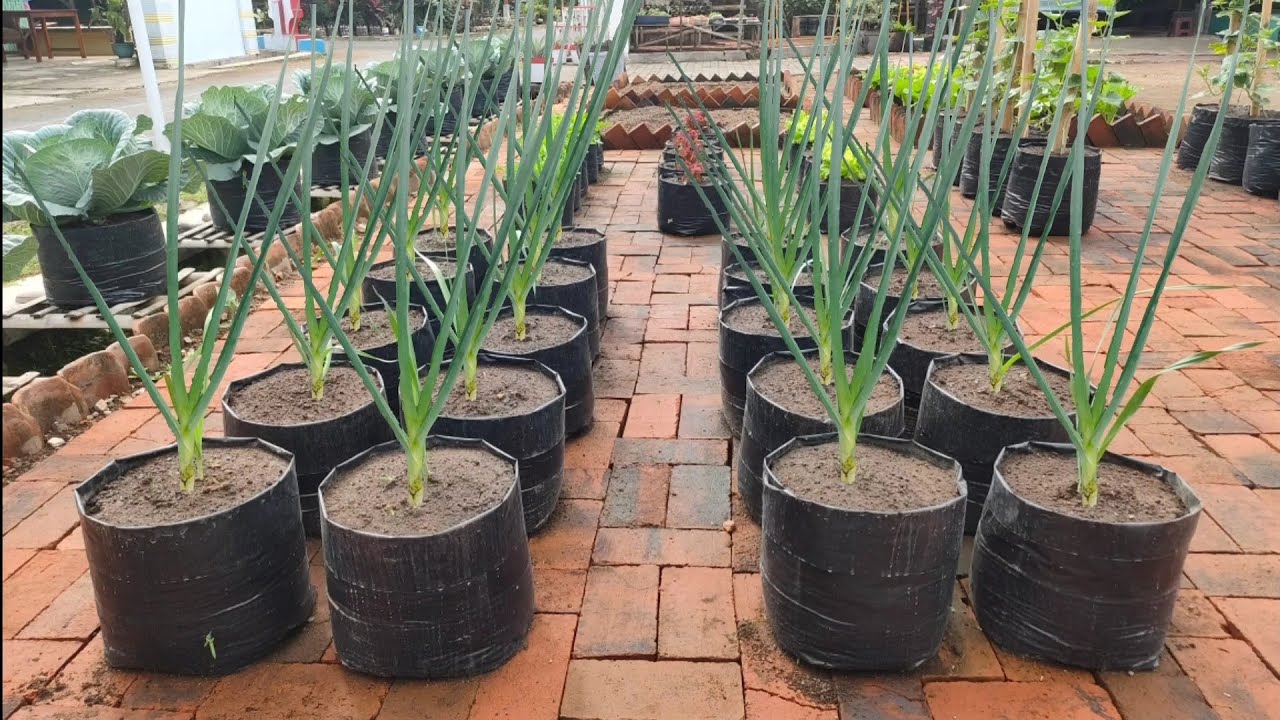 cara menanam daun bawang dipolybag dari benih sampai panen || how to plant chives in a polybag