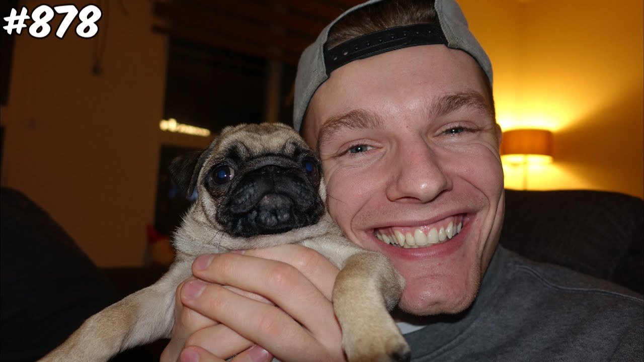 LIEVE PUPPY! - ENZOKNOL VLOG #878
