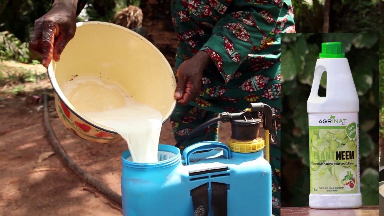 L'huile de neem un bio pesticide efficace