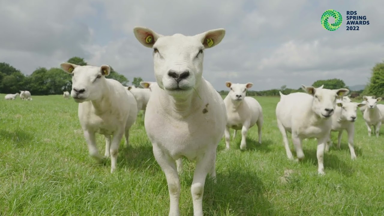 RDS Sheep Ireland LambPlus Award 2022 - Anne Murphy, Co. Wexford.