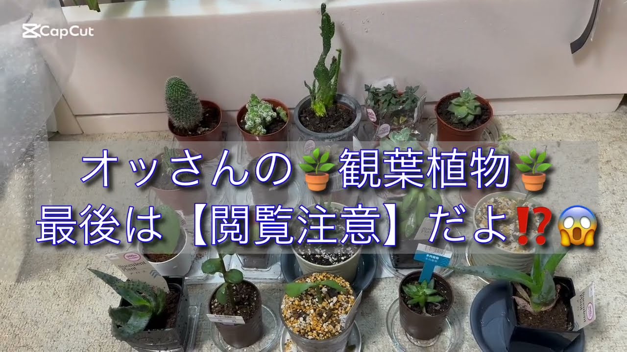 オッさんの＃観葉植物　🪴　＃多肉植物　最後に【閲覧注意】の枯れた植物の紹介がいいよ👍嘘だ‼️
