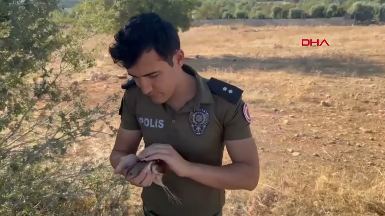 Mersin'de nesli tükenme tehlikesi altındaki bıldırcın kuşunu fileli tuzaktan polis böyle kurtardı