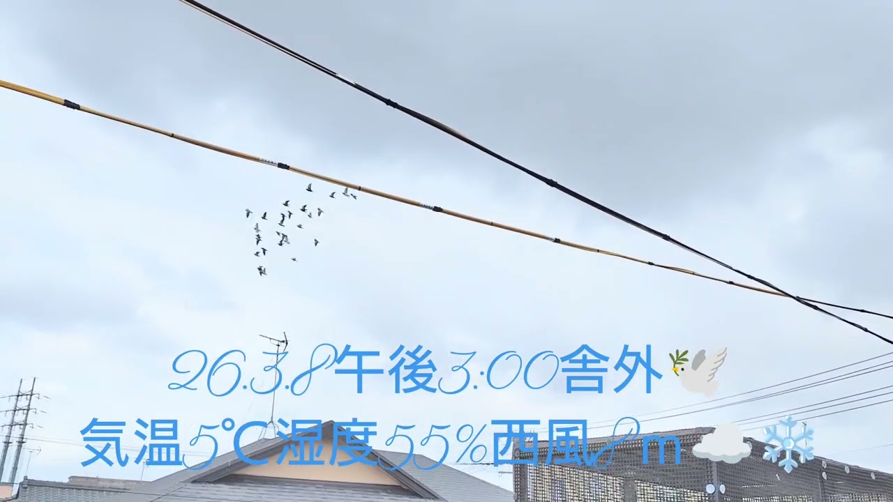 まだ風が強いけど午後３時から舎外しました(笑)🕊️