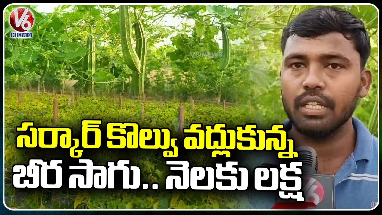 Farmer Getting Huge  Profits By Ridge gourd  [ బీరకాయ ] Farming | Jagtial | V6 News