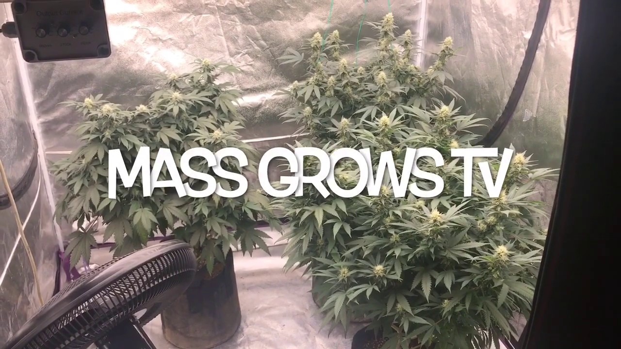 Progrowtech EV700 vs DIY light- light vs light update 4