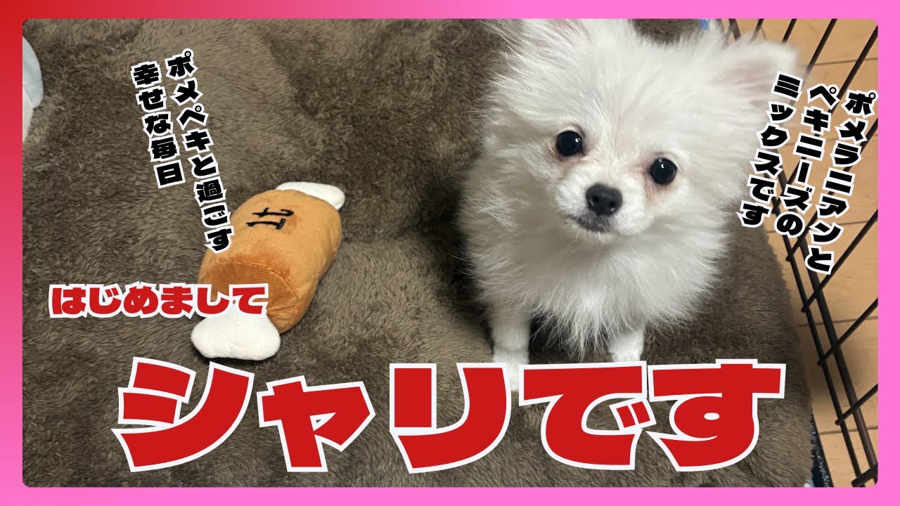 ポメペキのシャリです⭐︎（ポメラニアンとペキニーズのMIX犬）