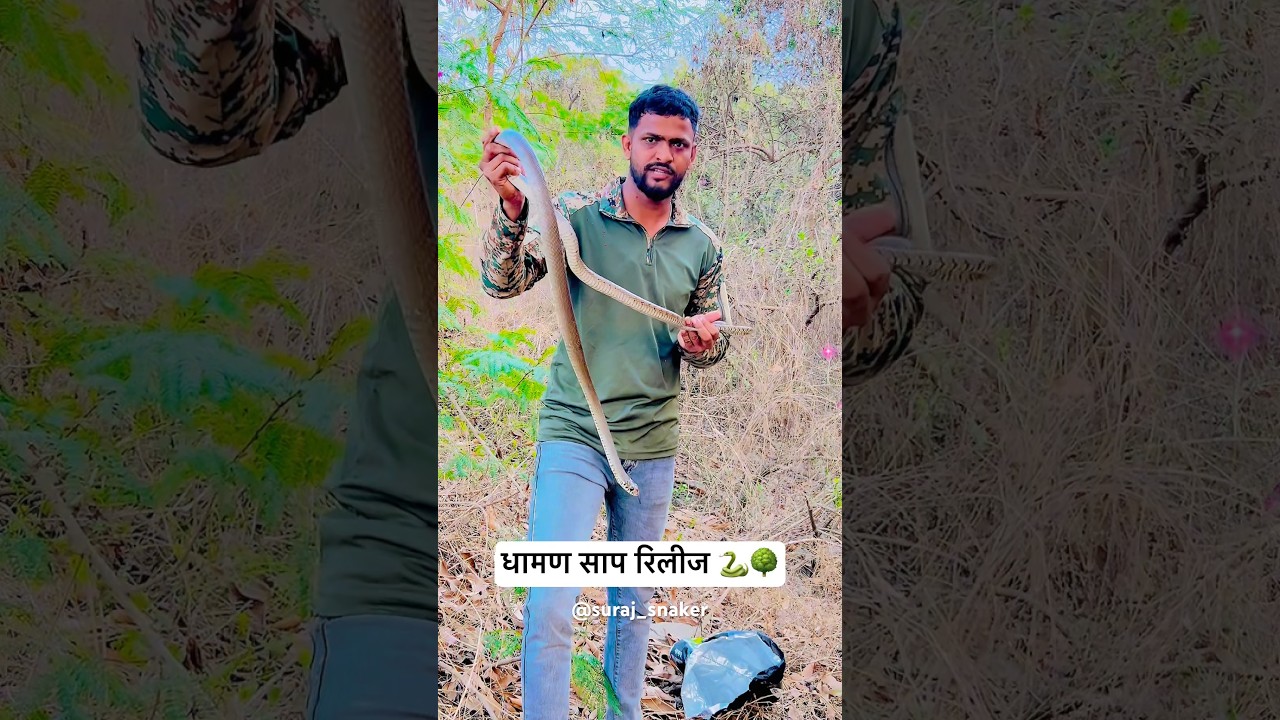 धामण साप release in forest🌳🐍