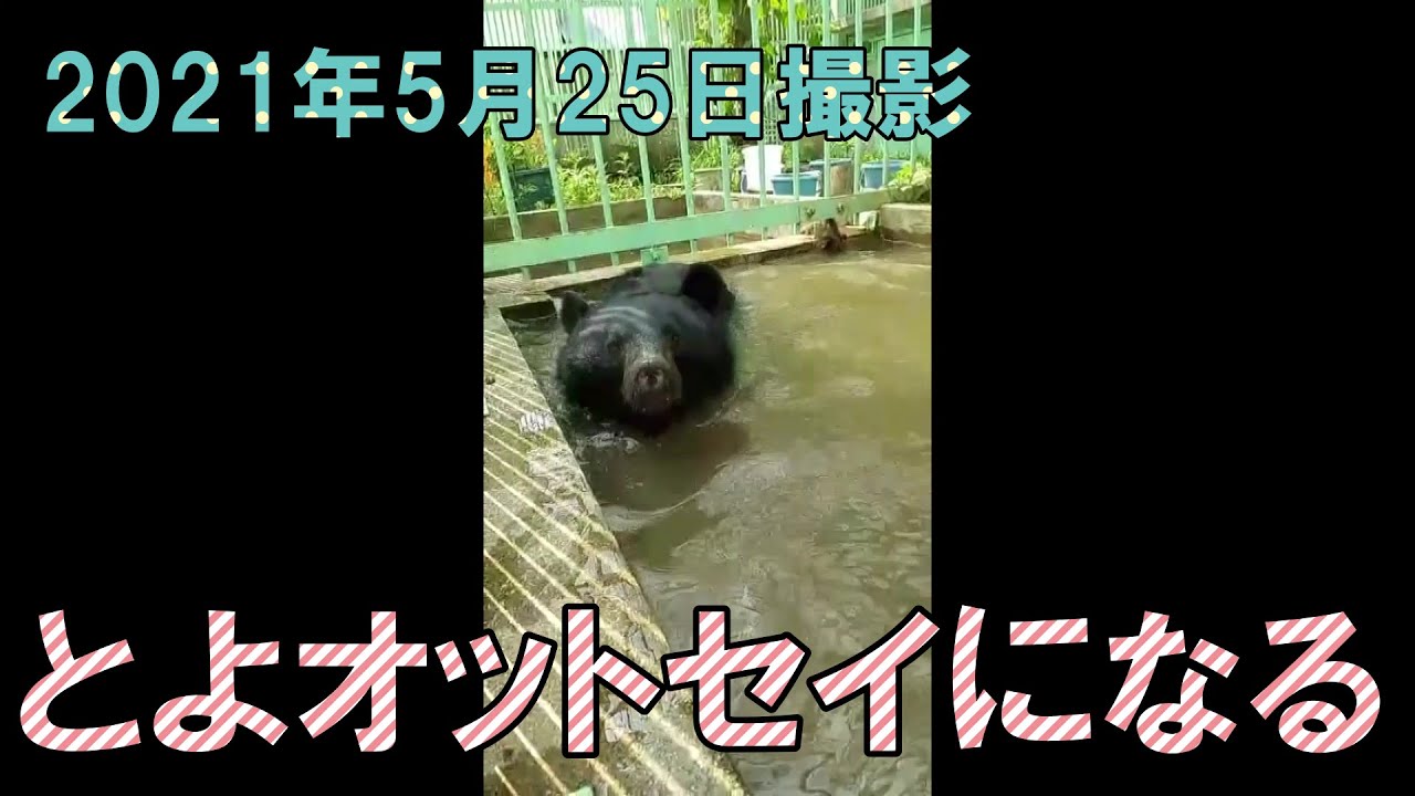 2021年５月26日撮影  とよオットセイに