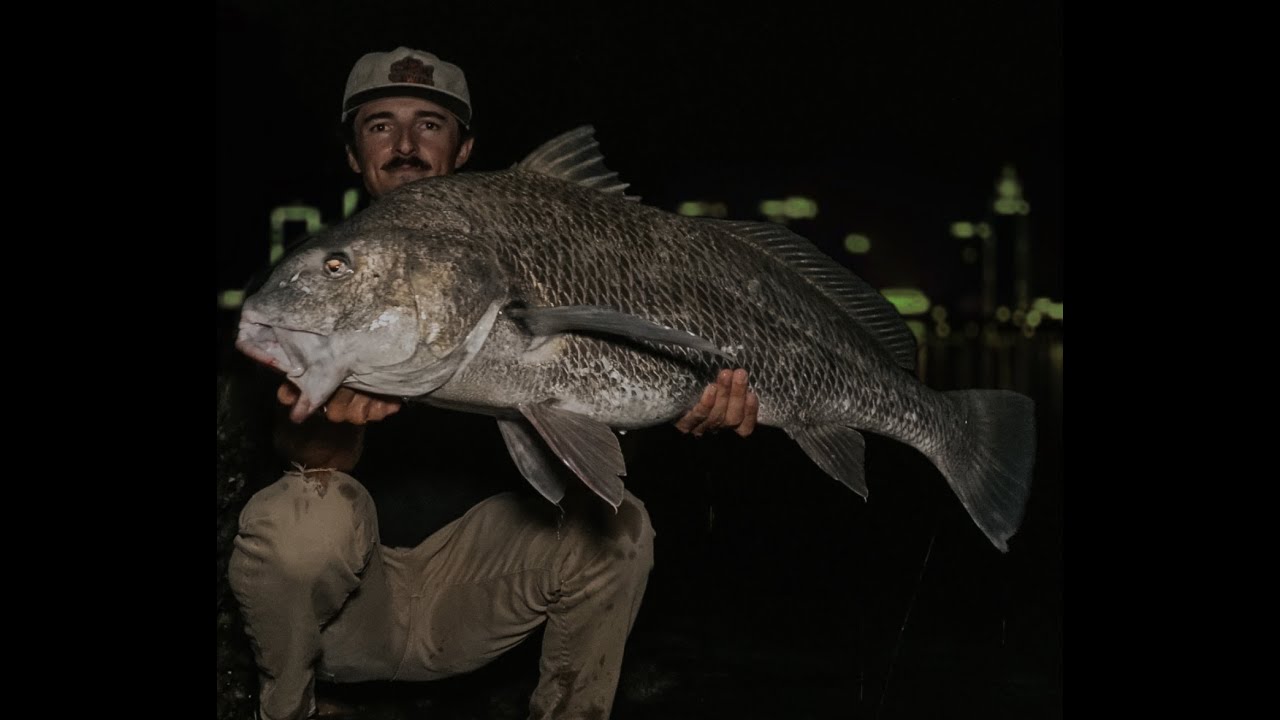 The leftovers, Snook, Grouper, Drum