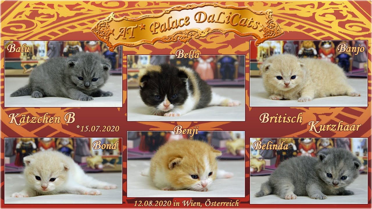 AT* Palace DaLiCats ❤ Babys B ❤ *15.07.2020 ❤ British Shorthair ❤ 28 days old