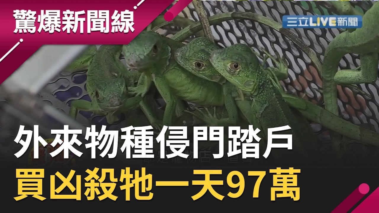 全台獵殺令！ 三大狠毒外來物種侵門踏戶 買凶殺牠一天97萬！｜【驚爆大解謎】｜三立新聞台