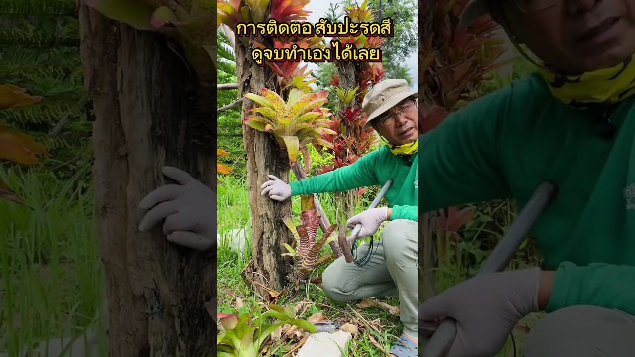 การติดตอสับปะรดสี