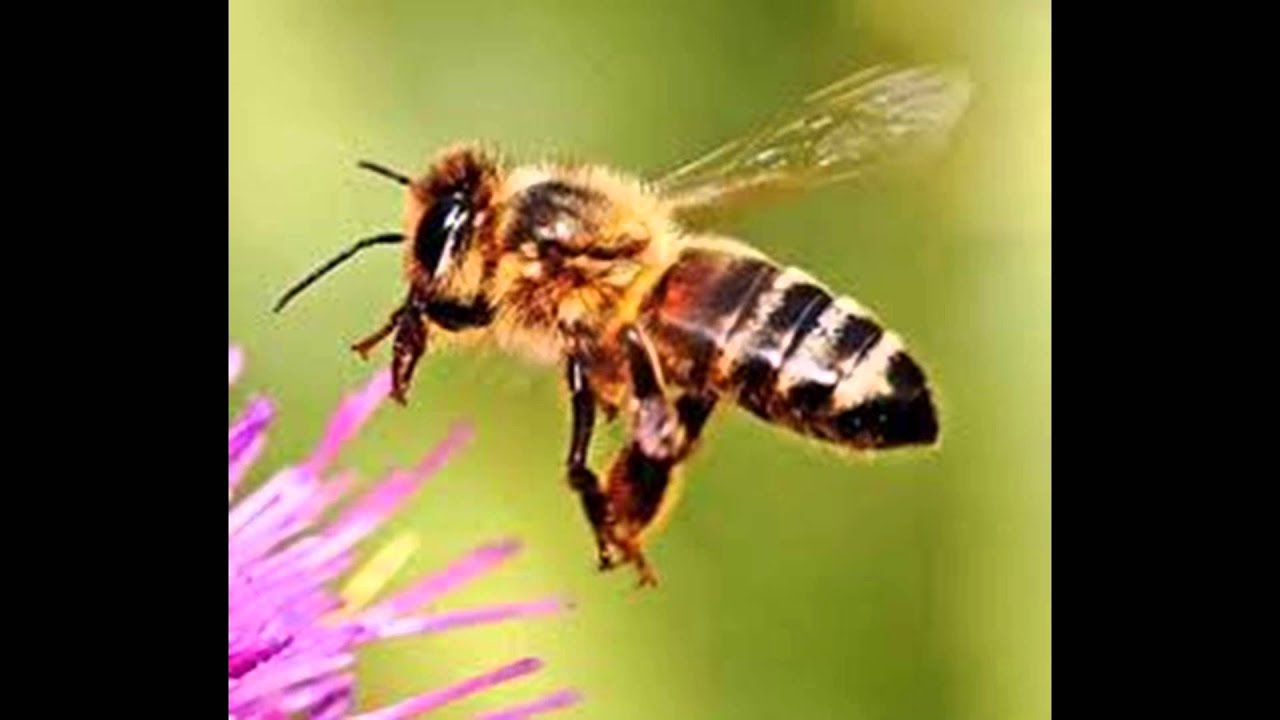 Bees cannot fly