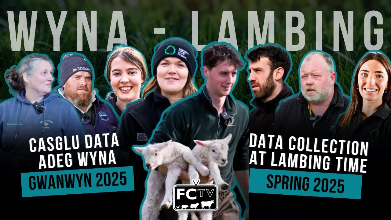 FCTV: Casglu data adeg wyna- Gwanwyn 2025 | Data collection at lambing time - Spring 2025 🐑 📈🐑 📈
