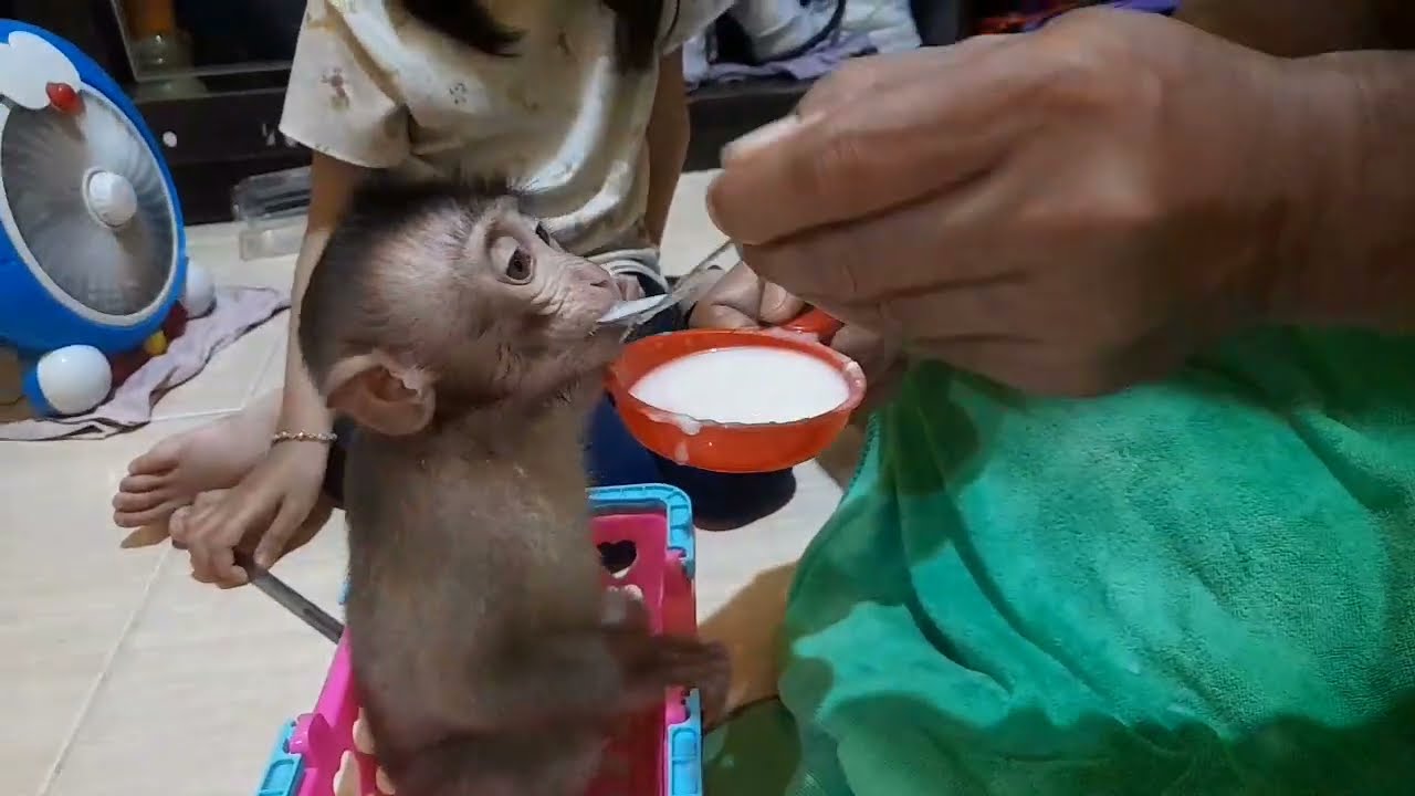 Monkey cute caca lagi nyantai makan bubur