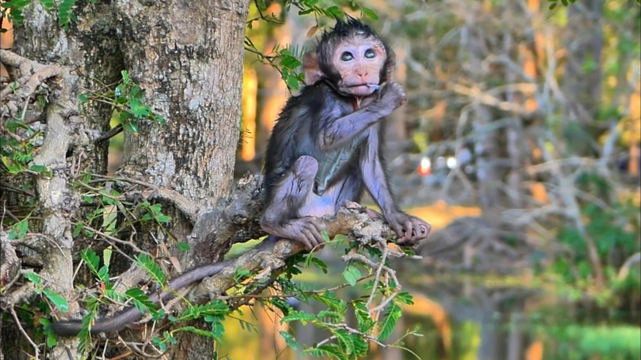 The Best Summary File! Adorable little baby Jagger day, | MSSRMedia